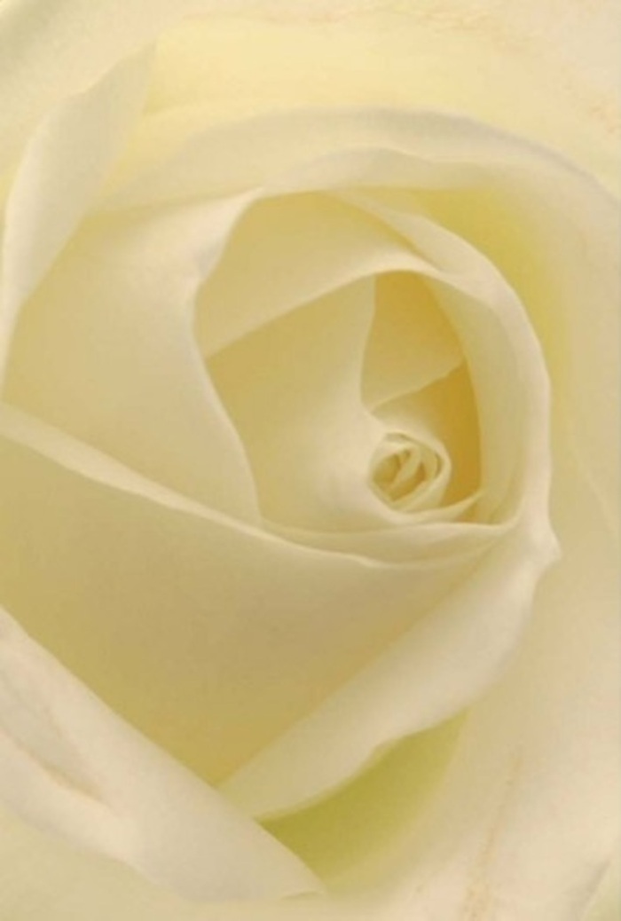 Peer into the tranquil core of this pristine white rose, and you're greeted by delicate shading, layered textures, and a luminous flush that feels as if the bloom glows from within-mirroring the unique character of Uxbridge's green spaces like Fassnidge Park. The sophisticated blend of cream and soft white brings a harmonious balance, suggesting both the purity of romantic gestures and the grace required for meaningful apologies or elegant weddings. Each precisely twisted spiral at the core hints at resilience, while subtle gradations of light and shadow reveal the careful artistry behind every arrangement crafted in Uxbridge. The fragrance, if you could sense it, would be soothing and clean-a seamless complement to moments of reflection or celebration. This refined rose mirrors the standards of quality upheld by Uxbridge florists, ensuring each bouquet delivered is infused with thoughtful intention and a sense of belonging within the community.